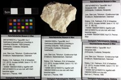 Foto (Objket + Etiketten) von Gastrosacus tuberosiformus (Lörenthey in Lörenthey & Beurlen, 1929) 